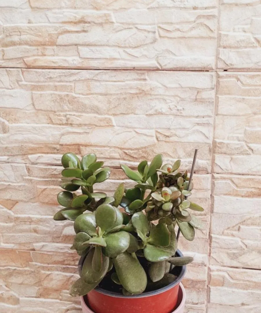 Kastrahome Soluň Apartmán